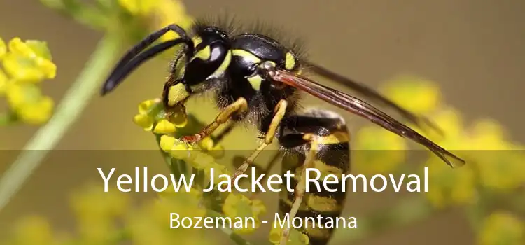 Yellow Jacket Removal Bozeman - Montana