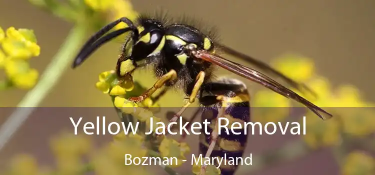 Yellow Jacket Removal Bozman - Maryland