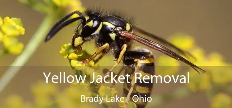 Yellow Jacket Removal Brady Lake - Ohio