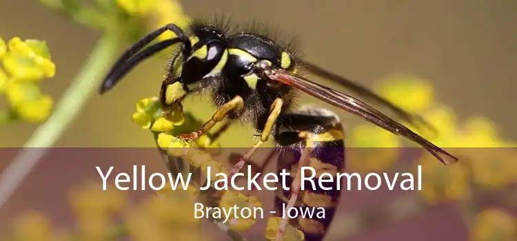 Yellow Jacket Removal Brayton - Iowa