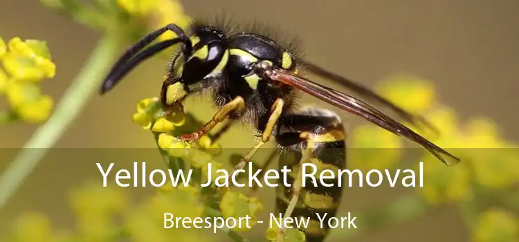 Yellow Jacket Removal Breesport - New York