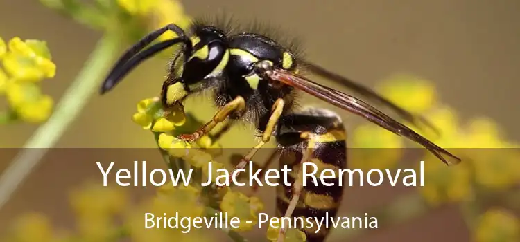 Yellow Jacket Removal Bridgeville - Pennsylvania