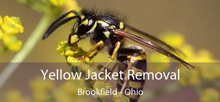 Yellow Jacket Removal Brookfield - Ohio