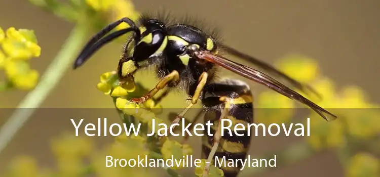 Yellow Jacket Removal Brooklandville - Maryland