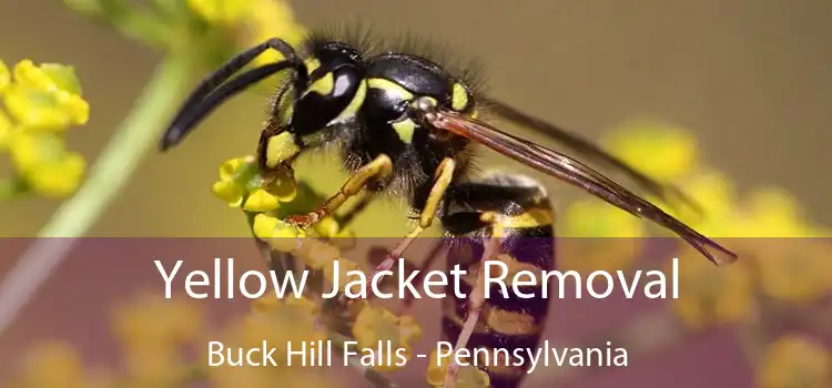 Yellow Jacket Removal Buck Hill Falls - Pennsylvania