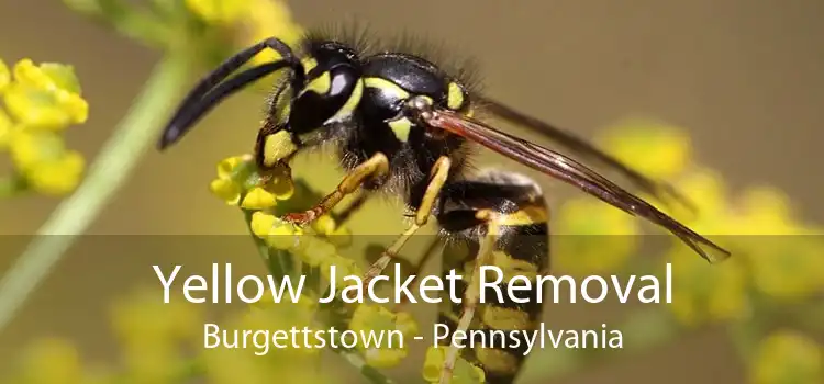 Yellow Jacket Removal Burgettstown - Pennsylvania