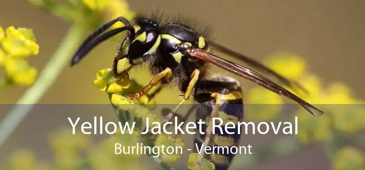 Yellow Jacket Removal Burlington - Vermont