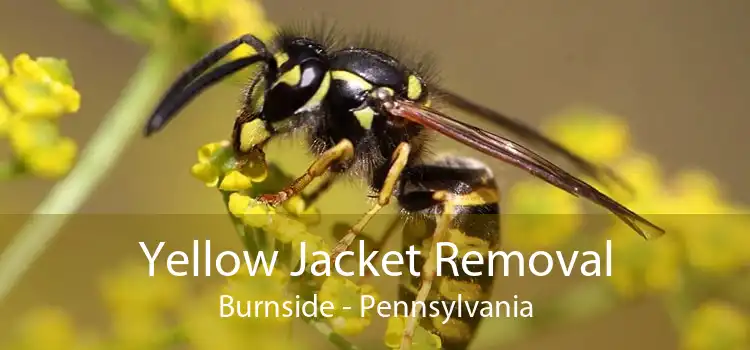 Yellow Jacket Removal Burnside - Pennsylvania