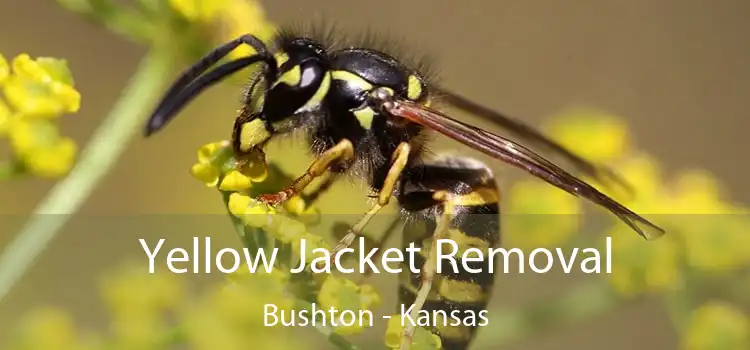 Yellow Jacket Removal Bushton - Kansas