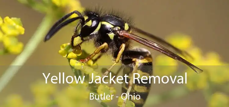 Yellow Jacket Removal Butler - Ohio