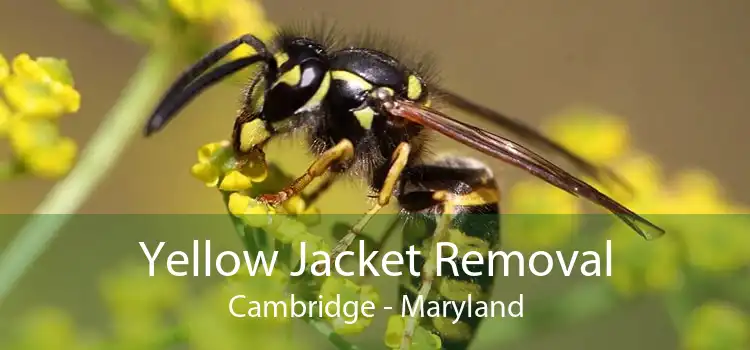 Yellow Jacket Removal Cambridge - Maryland