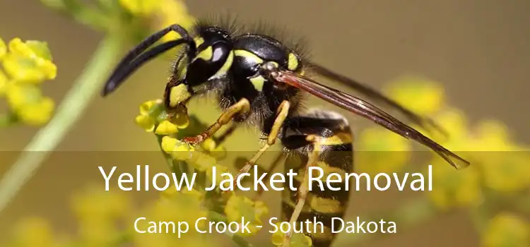 Yellow Jacket Removal Camp Crook - South Dakota