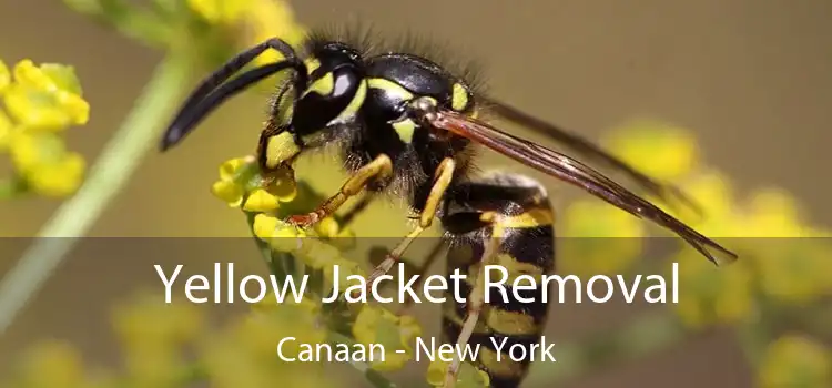 Yellow Jacket Removal Canaan - New York