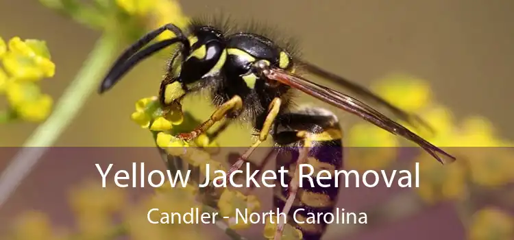 Yellow Jacket Removal Candler - North Carolina