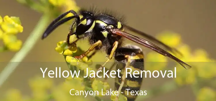 Yellow Jacket Removal Canyon Lake - Texas