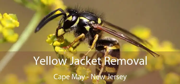 Yellow Jacket Removal Cape May - New Jersey