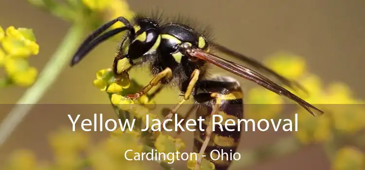 Yellow Jacket Removal Cardington - Ohio