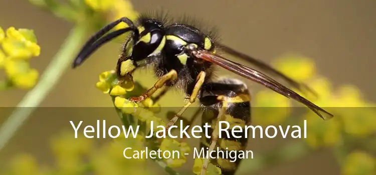 Yellow Jacket Removal Carleton - Michigan