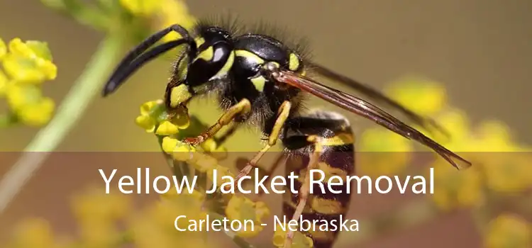 Yellow Jacket Removal Carleton - Nebraska