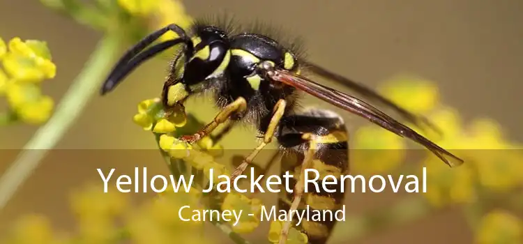Yellow Jacket Removal Carney - Maryland