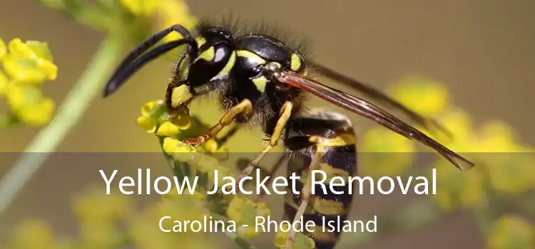 Yellow Jacket Removal Carolina - Rhode Island