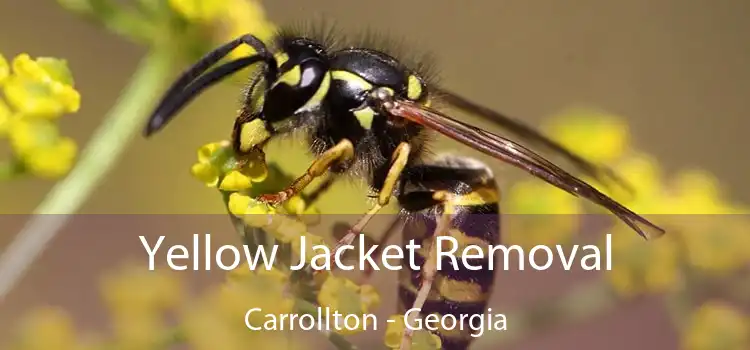 Yellow Jacket Removal Carrollton - Georgia