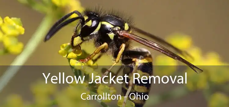 Yellow Jacket Removal Carrollton - Ohio