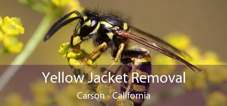 Yellow Jacket Removal Carson - California