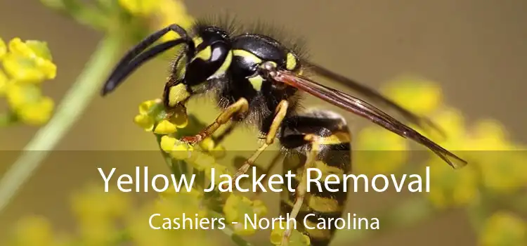 Yellow Jacket Removal Cashiers - North Carolina