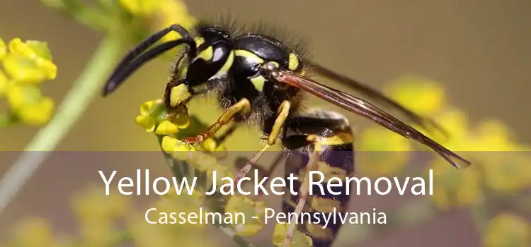 Yellow Jacket Removal Casselman - Pennsylvania