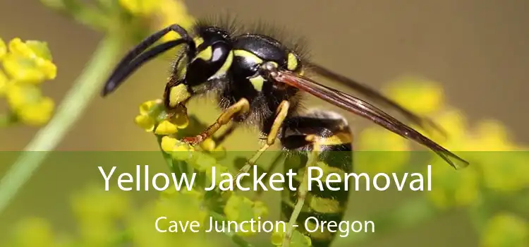 Yellow Jacket Removal Cave Junction - Oregon