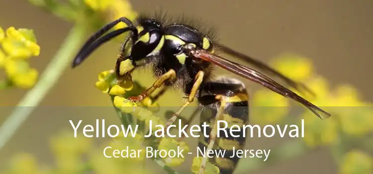 Yellow Jacket Removal Cedar Brook - New Jersey