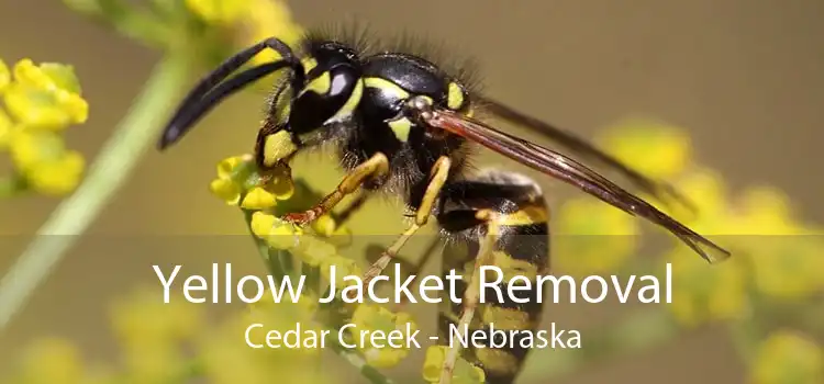 Yellow Jacket Removal Cedar Creek - Nebraska
