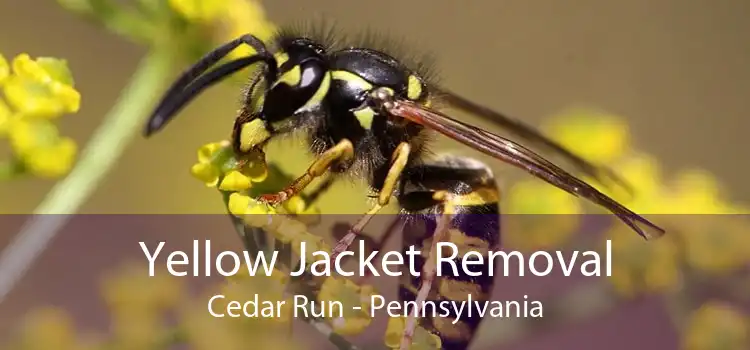 Yellow Jacket Removal Cedar Run - Pennsylvania
