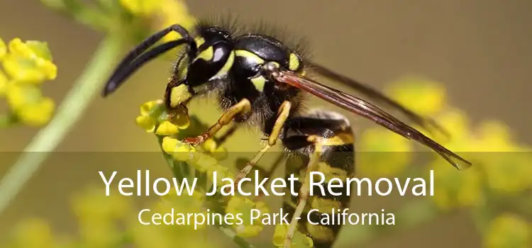 Yellow Jacket Removal Cedarpines Park - California