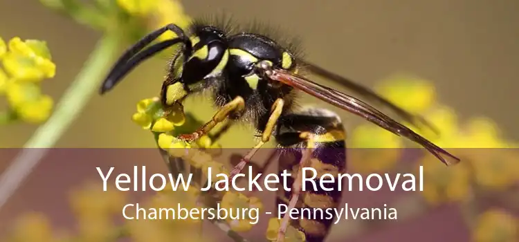 Yellow Jacket Removal Chambersburg - Pennsylvania