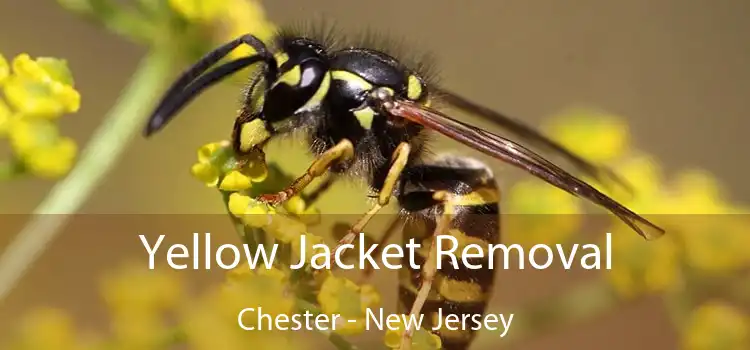 Yellow Jacket Removal Chester - New Jersey