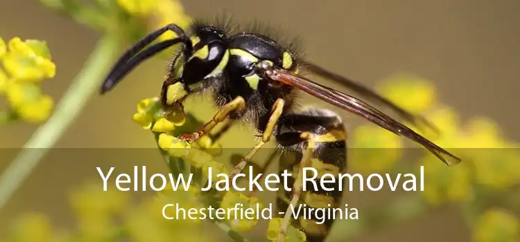 Yellow Jacket Removal Chesterfield - Virginia