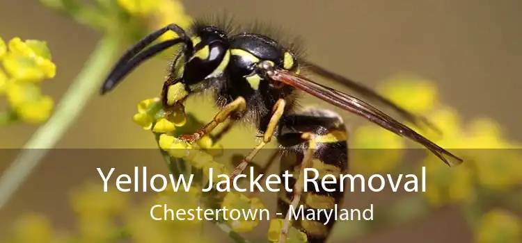 Yellow Jacket Removal Chestertown - Maryland