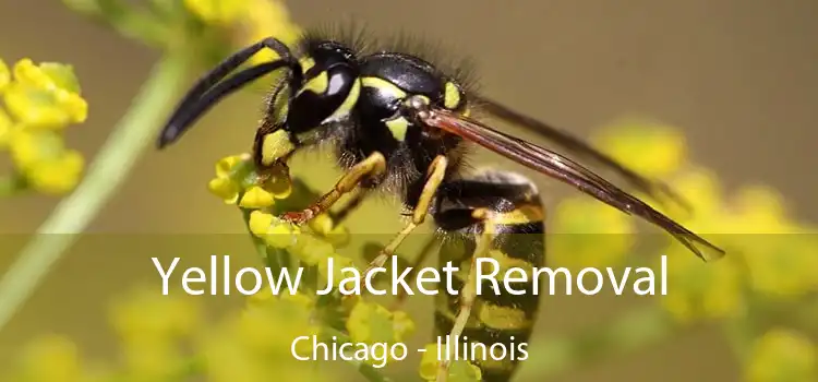 Yellow Jacket Removal Chicago - Illinois