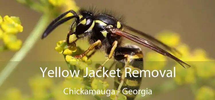 Yellow Jacket Removal Chickamauga - Georgia