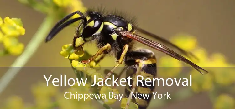 Yellow Jacket Removal Chippewa Bay - New York