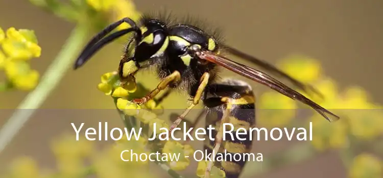 Yellow Jacket Removal Choctaw - Oklahoma