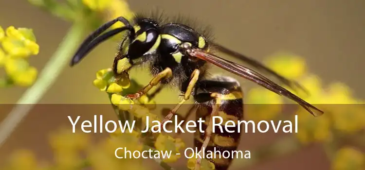 Yellow Jacket Removal Choctaw - Oklahoma