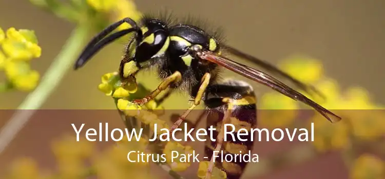 Yellow Jacket Removal Citrus Park - Florida