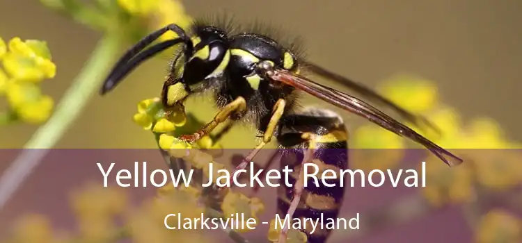 Yellow Jacket Removal Clarksville - Maryland