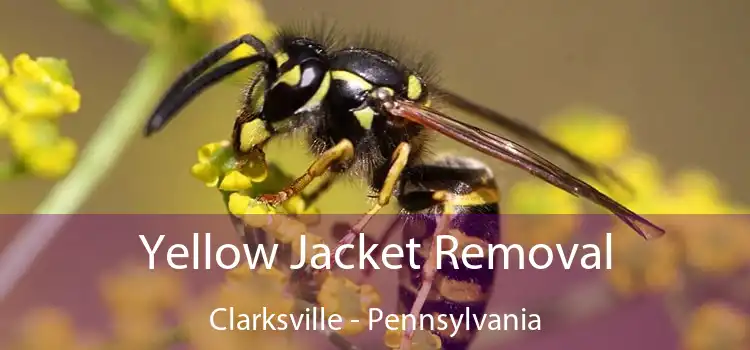 Yellow Jacket Removal Clarksville - Pennsylvania
