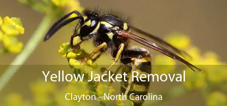 Yellow Jacket Removal Clayton - North Carolina