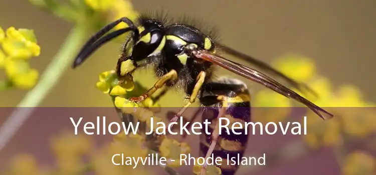 Yellow Jacket Removal Clayville - Rhode Island