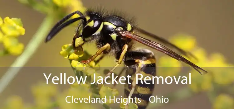 Yellow Jacket Removal Cleveland Heights - Ohio